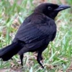image of bird