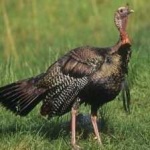 image of bird