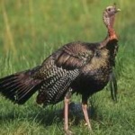 image of wild_turkey #5