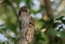 image of potoo