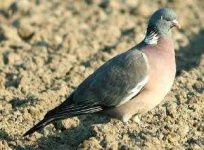 image of pigeon
