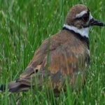 image of bird