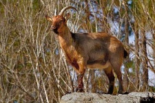image of ibex