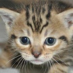 image of animal