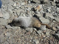 image of marmot