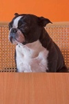 image of boston_bull