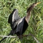 image of bird