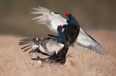 image of black_grouse