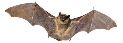 image of animal