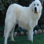 image of animal