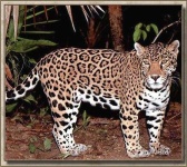 image of jaguar_car