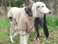 image of saluki