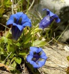 image of flower
