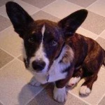 image of animal
