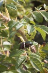 image of dung_beetle