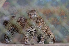image of jaguar_car