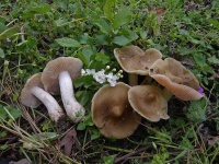 image of mushrooms