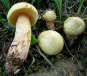 image of mushrooms