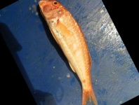 image of striped_red_mullet #4
