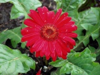 image of flower