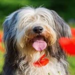 image of animal