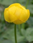 image of flower