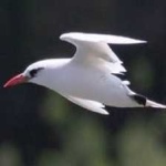 image of bird