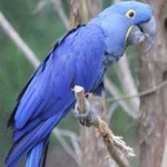 image of lears_macaw #7