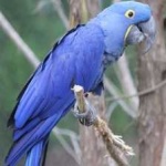 image of bird