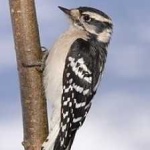 image of bird