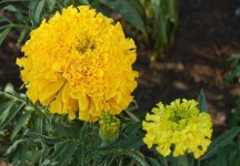 image of flower