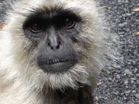 image of langur