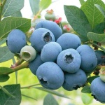 image of blueberry