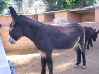 image of animal