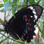 image of animal