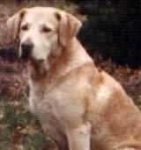 image of chesapeake_bay_retriever