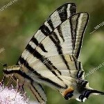 image of animal