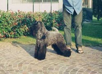 image of kerry_blue_terrier