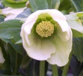 image of flower