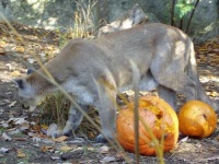 image of cougar