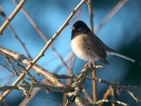 image of junco #25