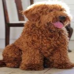 image of animal