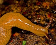 image of slug