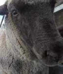 image of animal
