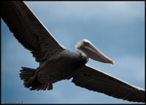 image of pelican