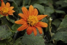 image of flower