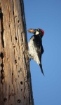 image of woodpecker #9