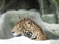 image of jaguar_car