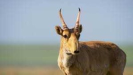 image of animal