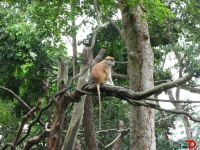 image of patas